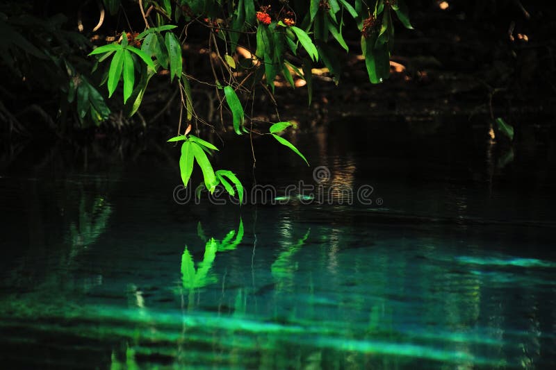 Branch of Tree Bounding To the Pond Stock Photo - Image of blur ...