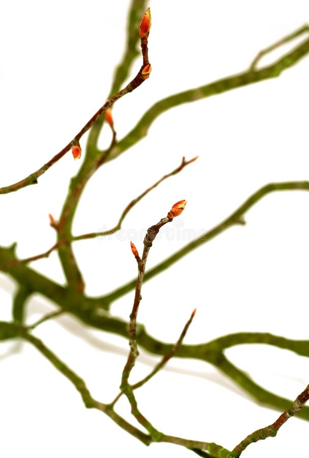 branch of tree with buds isolated on white