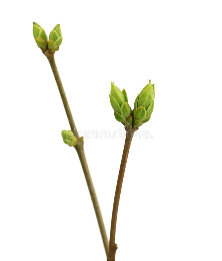 Branch of tree with buds isolated on white