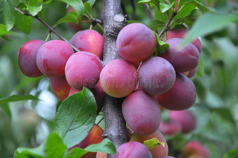 On the branch of the tree are ripe plums