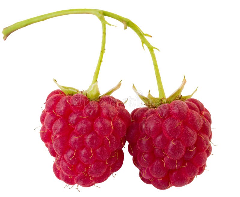 Branch of two ripe raspberries