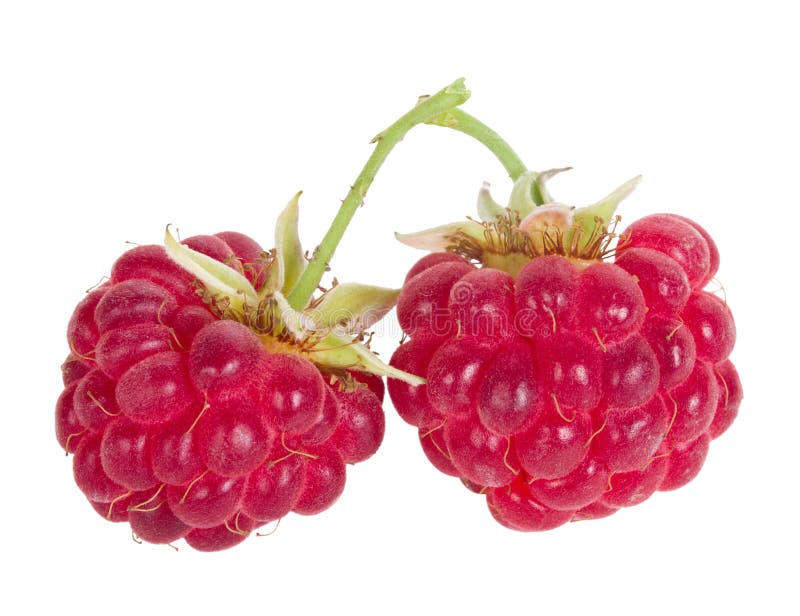 Branch of two ripe raspberries