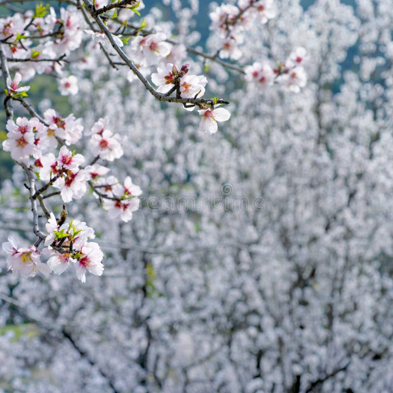 Branch with white almond flowers over blossoming almond trees in background with copy space royalty free stock images.