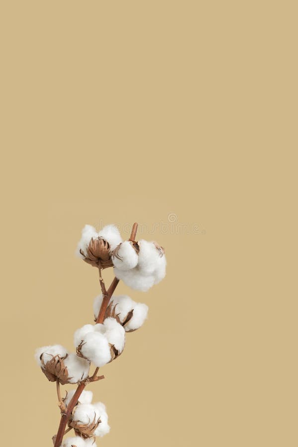 Branch with white fluffy cotton flowers on beige background flat lay. Delicate light beauty cotton background. Natural organic