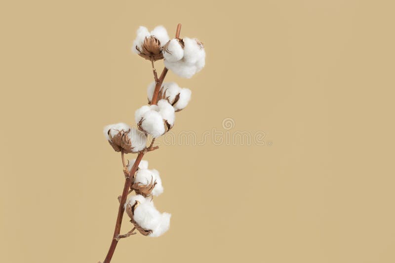 Branch with white fluffy cotton flowers on beige background flat lay. Delicate light beauty cotton background. Natural organic