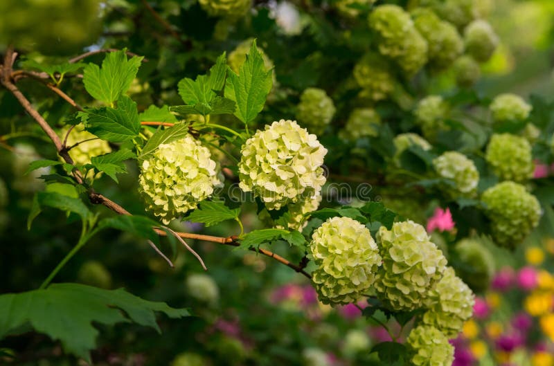 Branch of a White Hydrangea Tree Set of Bunches of Flowers Stock Image Image of garden, botany