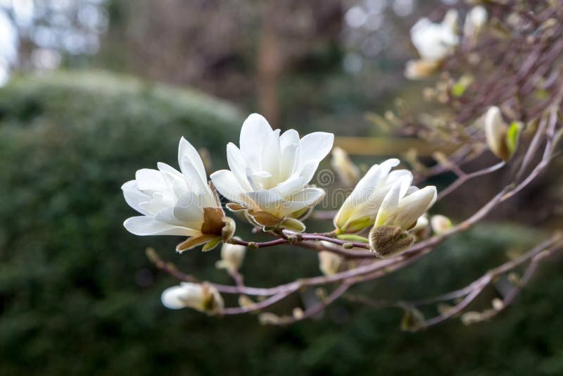 A branch of white Japanese magnolia Kobus in bloom against a dark background