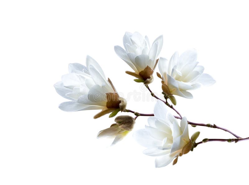 Branch of white Japanese magnolia kobus isolated on white background royalty free stock photos Branch of white Japanese magnolia kobus isolated on white background royalty free stock photos