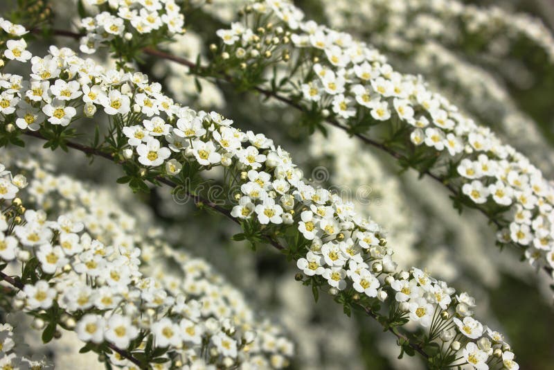 A branch of white spireae vanhouttei.The blossoming bush of Spiraea - a bush garden with white colors