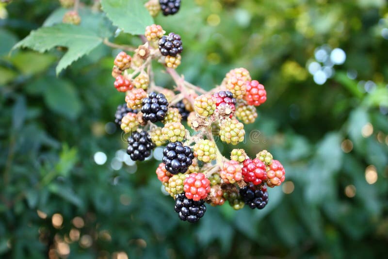 Branch of wild blackberry