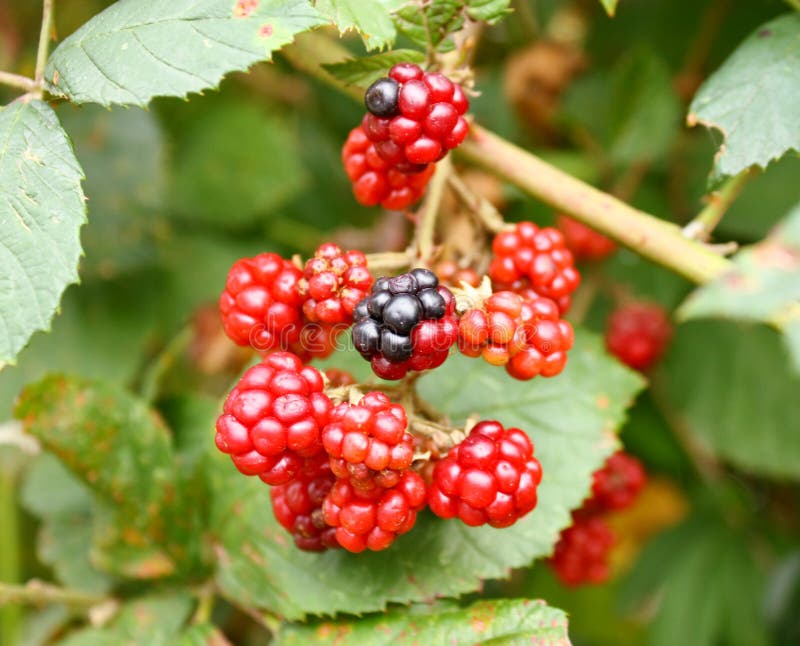 Branch of wild blackberry