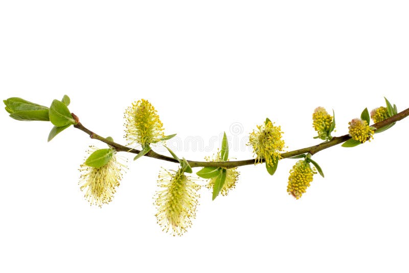 Willow Branches Isolated on White Background Stock Photo - Image of detail,  decoration: 34780222