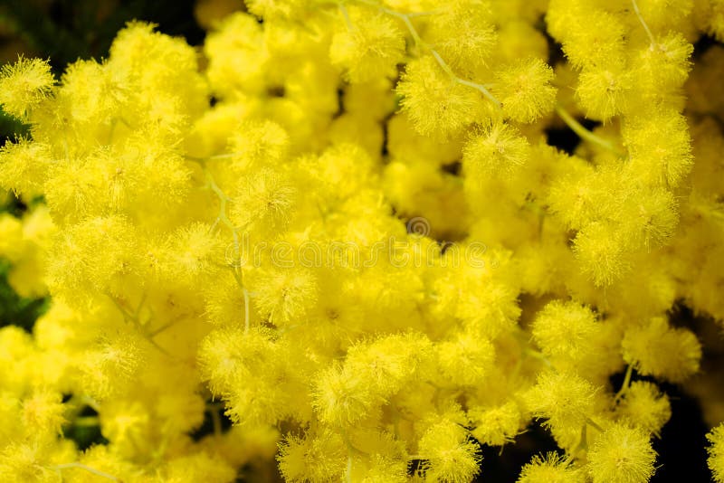 A branch of yellow flowers of mimosa in a glass vase on a black background. royalty free stock photography A branch of yellow flowers of mimosa in a glass vase on a black background. royalty free stock photography