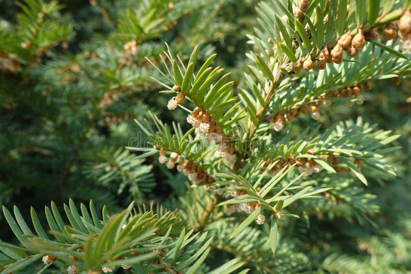 Branch of Yew with Male Cones Stock Image Image of dark, florescence