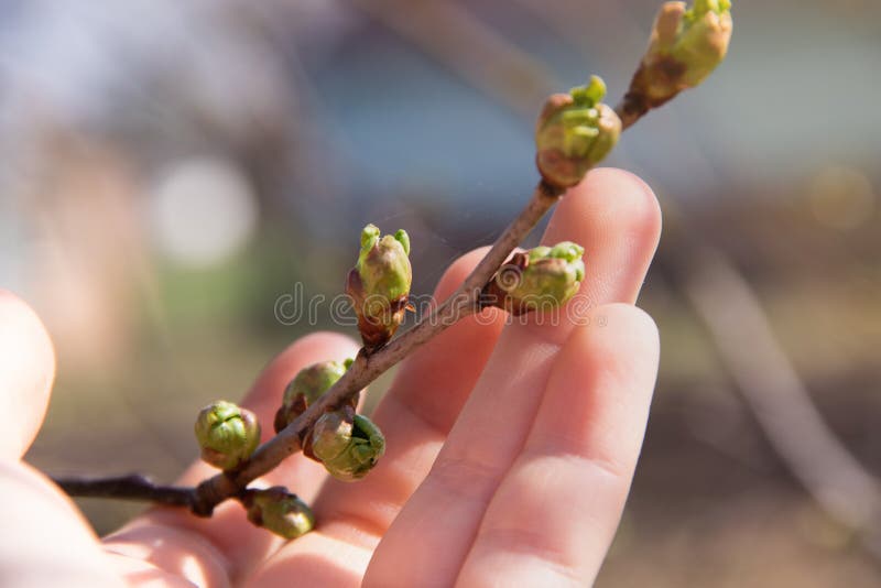 Branch with young green buds on a beautiful woman`s palm under a warm spring sun