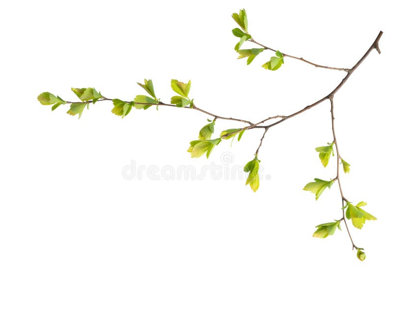 Branch with young green spring leaves isolated on white background.  Spiraea vanhouttei