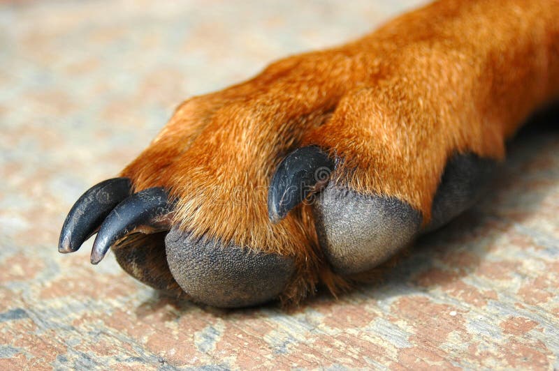 Paw of a Rhodesian Ridgeback dog hound with too long claws. Paw of a Rhodesian Ridgeback dog hound with too long claws