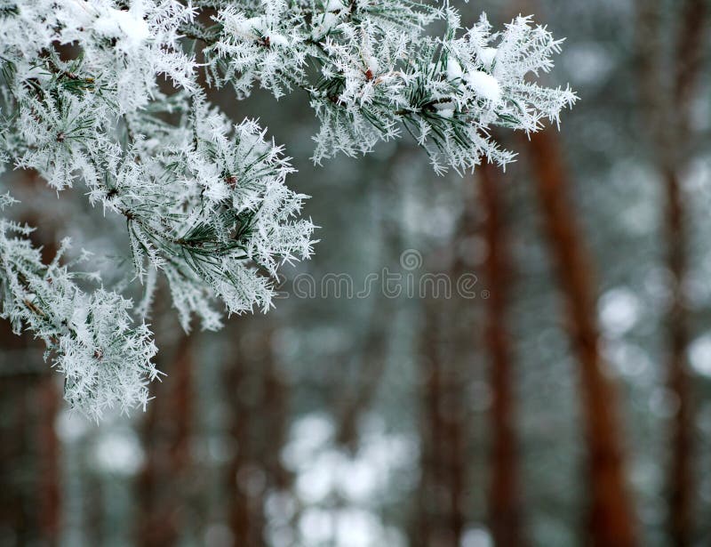 Branche congelée des épines de pin couvertes de forêt de gel dans le matin brumeux d'hiver photo stock Branche congelée des épines de pin couvertes de forêt de gel dans le matin brumeux d'hiver photo stock