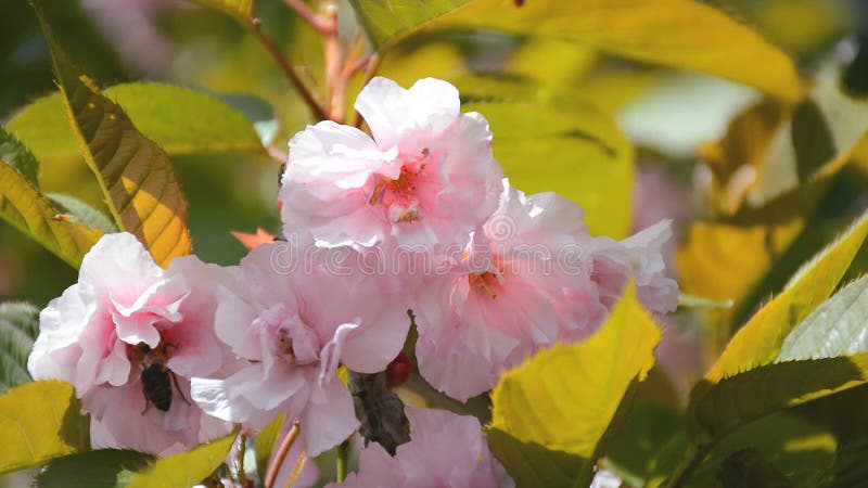 Branche d'arbre de floraison de Sakura avec l'abeille rassemblant le pollen des fleurs