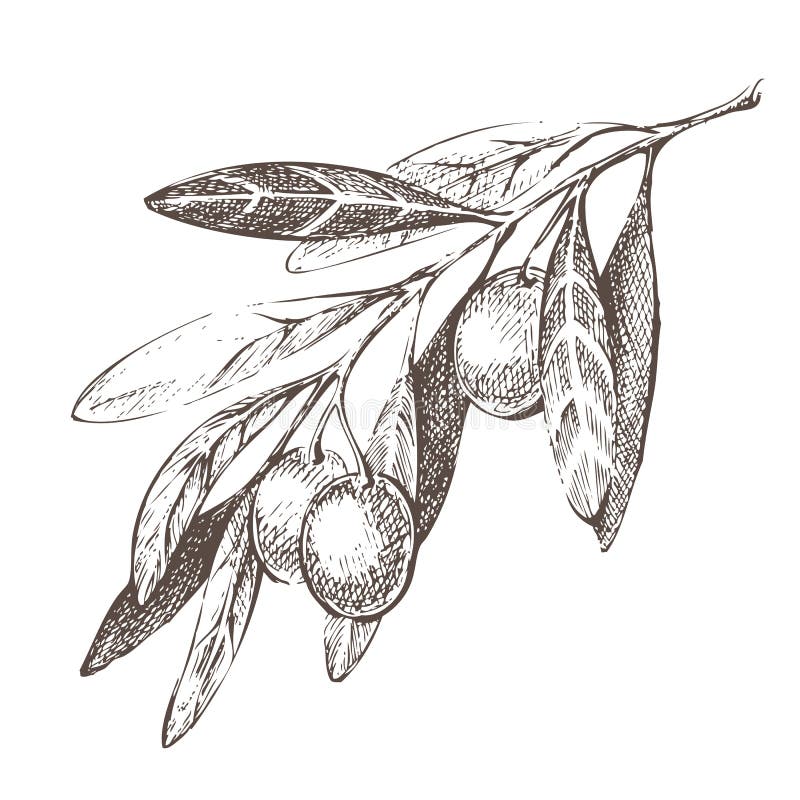 Branche d'olivier