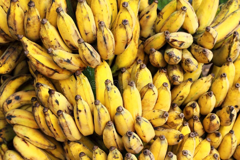 Branche de bananes de Gros Michel mûre
