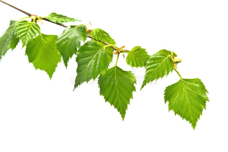 Branche de bouleau avec des feuilles images stock Branche de bouleau avec des feuilles images stock