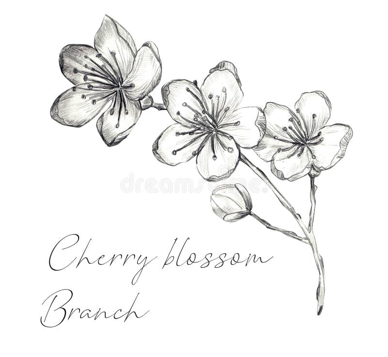 Branche de Cherry Blossom illustration libre de droits Branche de Cherry Blossom illustration libre de droits