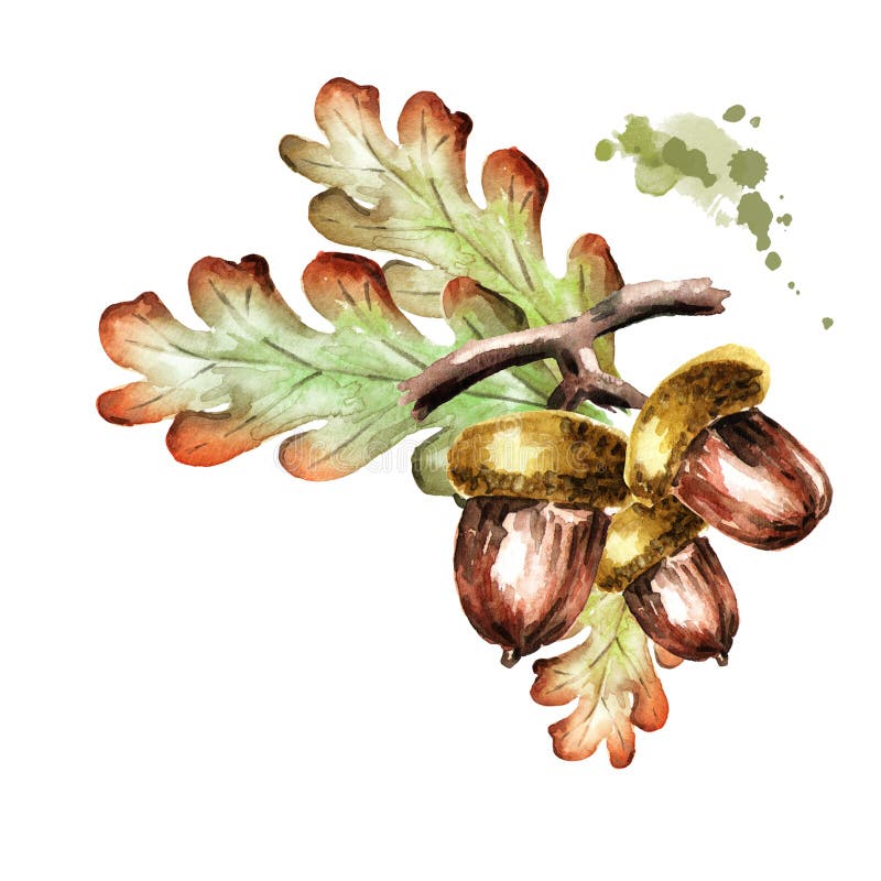 Branche de chêne avec des feuilles et des glands Illustration d'aquarelle illustration libre de droits Branche de chêne avec des feuilles et des glands Illustration d'aquarelle illustration libre de droits