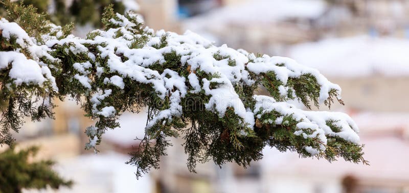 Branche de Cypress couverte de neige à l'horaire d'hiver Le fond brouillé, se ferment vers le haut de la vue avec des détails images libres de droits Branche de Cypress couverte de neige à l'horaire d'hiver Le fond brouillé, se ferment vers le haut de la vue avec des détails images libres de droits