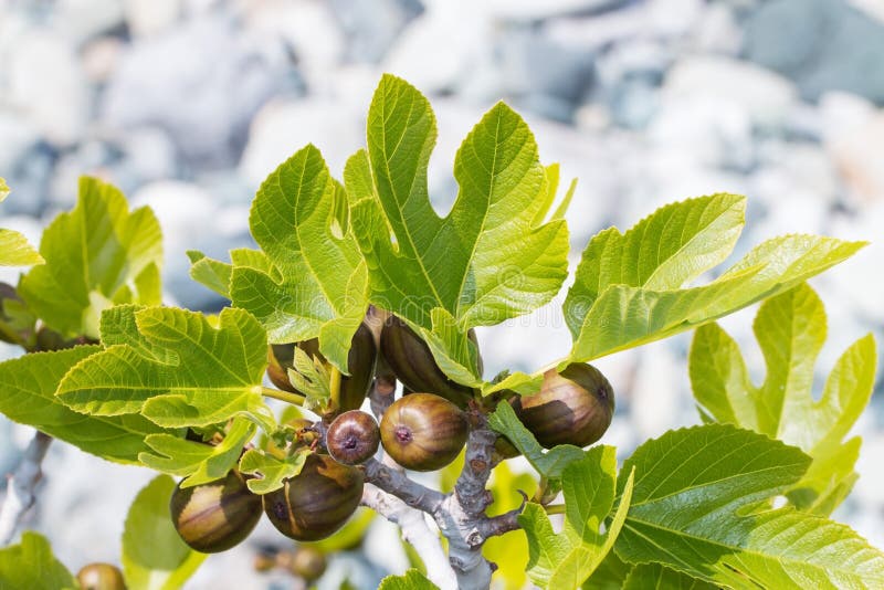 Fig branch with unripe fruits and leaves in a spring sunny day, white and light gray blurred background. Fig branch with unripe fruits and leaves in a spring sunny day, white and light gray blurred background