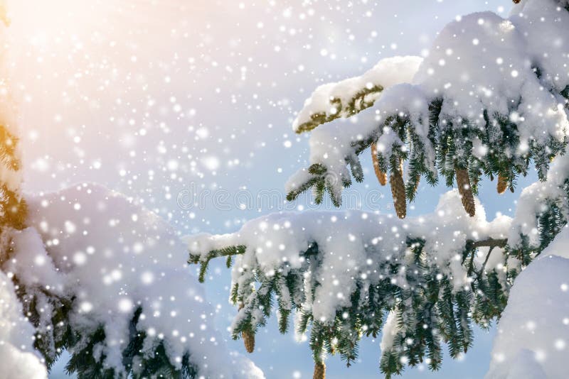 Branche de l'épinette avec aiguilles vertes et cônes recouverts de neige profonde et de grenouille à houille et de grands flocons photographie stock libre de droits Branche de l'épinette avec aiguilles vertes et cônes recouverts de neige profonde et de grenouille à houille et de grands flocons photographie stock libre de droits