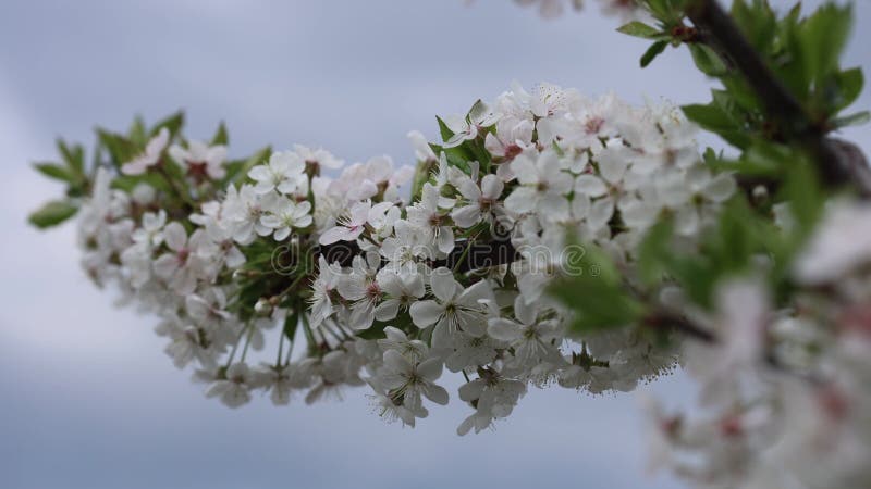Branche de la fleur de cerisier se balançant doucement la brise printanière clips vidéos
