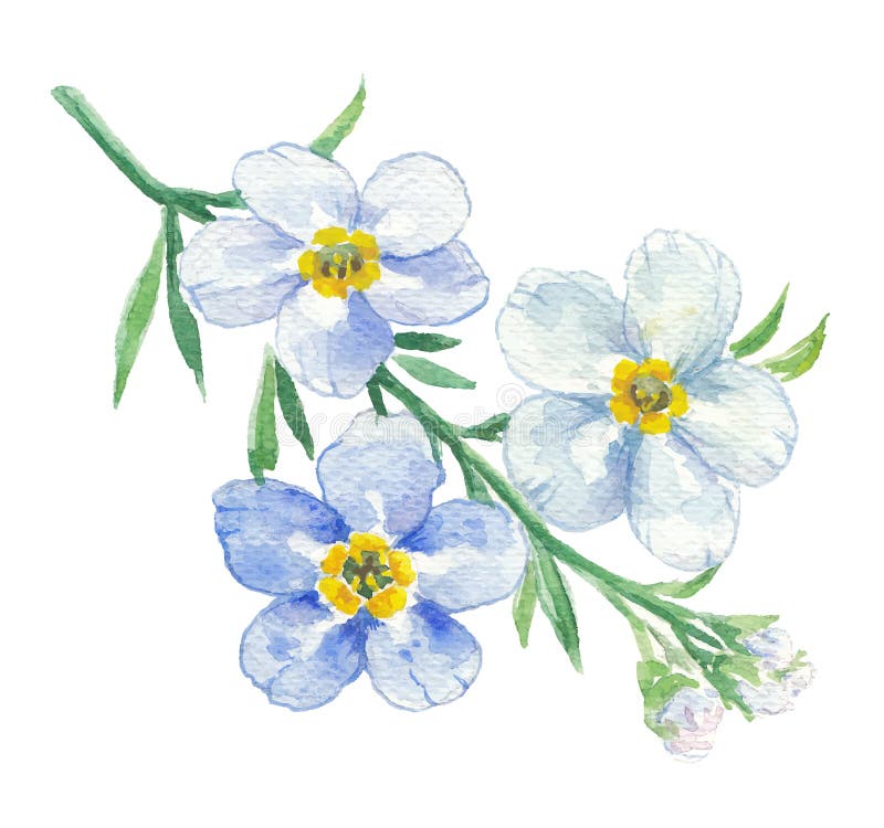 Branche de myosotis bleu illustration de vecteur ... Branche de myosotis bleu illustration de vecteur ...