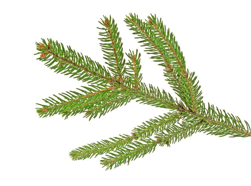 Branche de sapin vert pour Noël, isolée sur fond blanc photo libre de droits Branche de sapin vert pour Noël, isolée sur fond blanc photo libre de droits