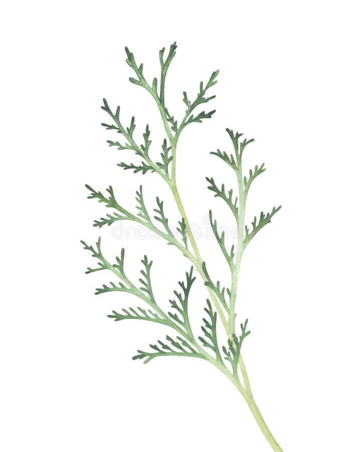 Branche de Thuja d'isolement sur le fond blanc Illustration d'aquarelle illustration de vecteur Branche de Thuja d'isolement sur le fond blanc Illustration d'aquarelle illustration de vecteur