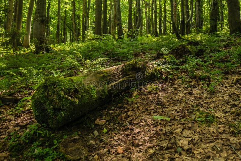 Branche des arbres couverts de la mousse dans la forêt photographie stock Branche des arbres couverts de la mousse dans la forêt photographie stock