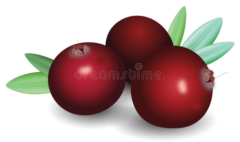 Branche des canneberges rouges mûres illustration stock Branche des canneberges rouges mûres illustration stock