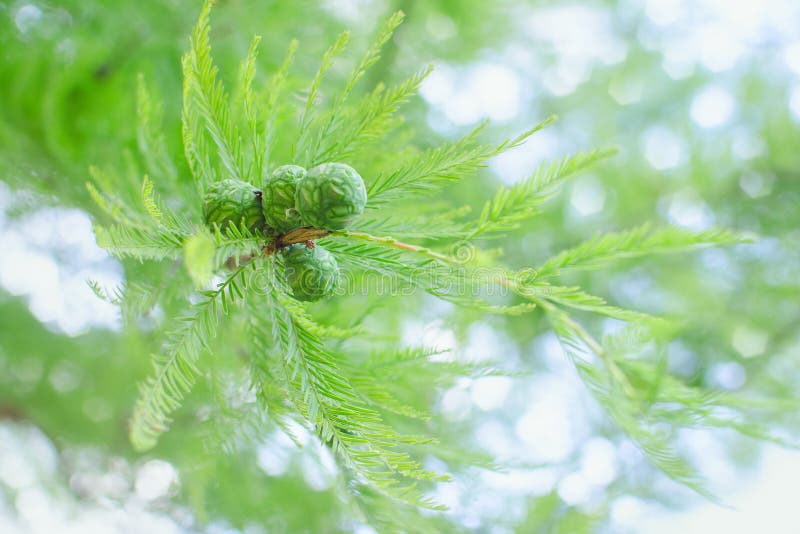 Branche en pastel ensoleillée de cyprès avec le feuillage luxuriant et les cônes verts photos stock Branche en pastel ensoleillée de cyprès avec le feuillage luxuriant et les cônes verts photos stock