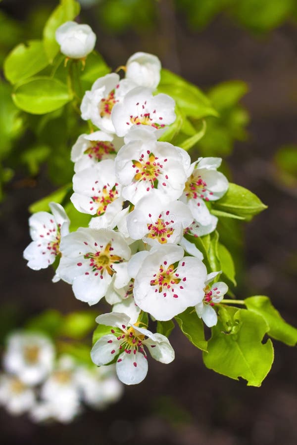 Branche Fleurissante De Poirier Image stock - Image du brouillé, ciel ...