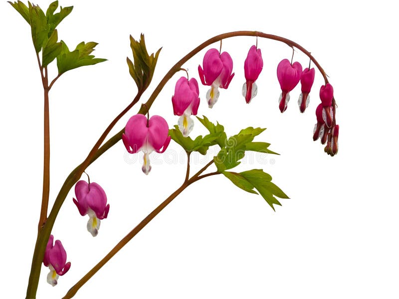 Branche of heart-shaped pink flowers isolated on white background . Dicentra spectabilis. Branche of heart-shaped pink flowers isolated on white background . Dicentra spectabilis.