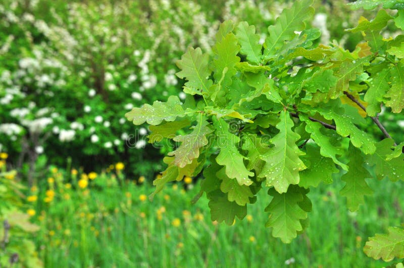 Branche humide verte fraîche colorée d'un jeune chêne avec des baisses de pluie sur le plan rapproché de feuilles photographie stock Branche humide verte fraîche colorée d'un jeune chêne avec des baisses de pluie sur le plan rapproché de feuilles photographie stock