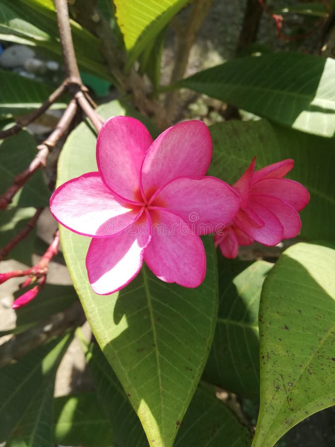 Branche Rose Lumineuse De Fleur De Frangipani Photo Stock