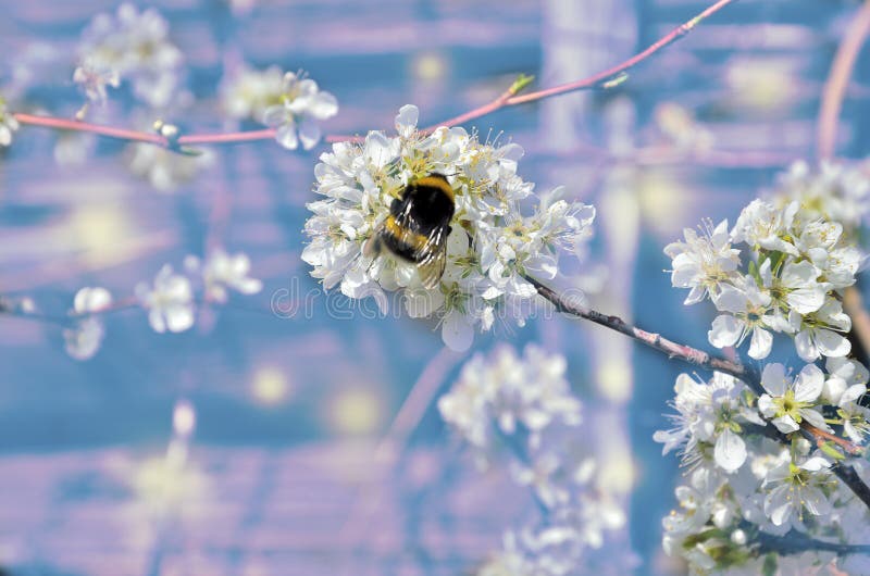Branche se développante de cerise de ressort avec le bourdon sur les fleurs blanches photos stock Branche se développante de cerise de ressort avec le bourdon sur les fleurs blanches photos stock