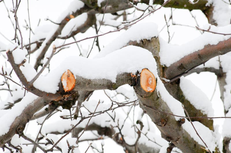 Branche taillée fraîche de pomme en hiver photo libre de droits Branche taillée fraîche de pomme en hiver photo libre de droits