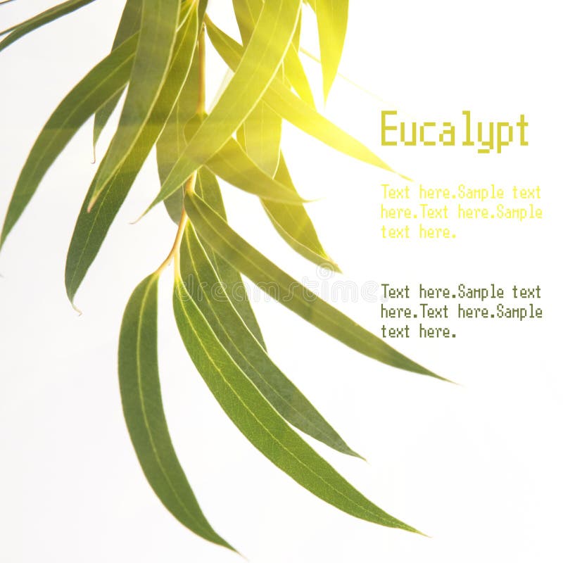 Branche verte d'eucalyptus images stock Branche verte d'eucalyptus images stock