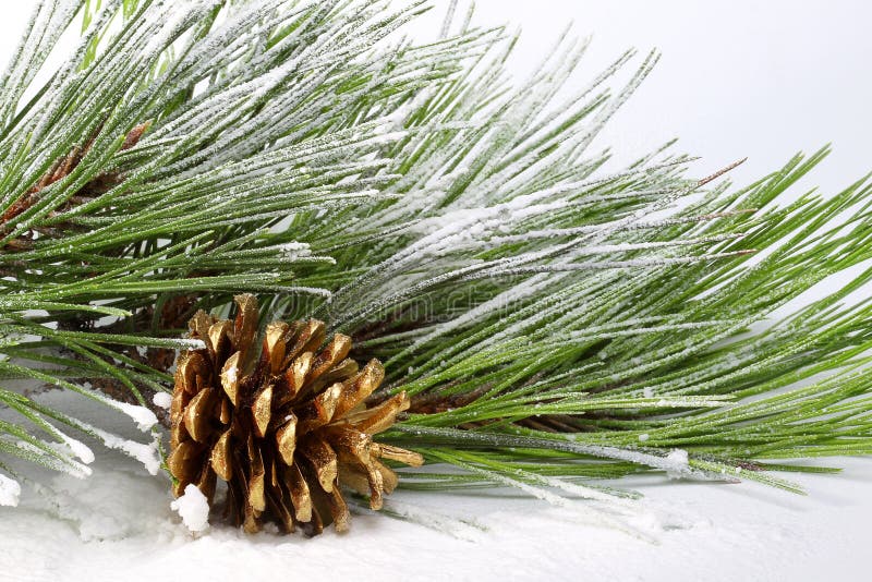 Branchement de pin avec des cônes dans la neige image libre de droits Branchement de pin avec des cônes dans la neige image libre de droits