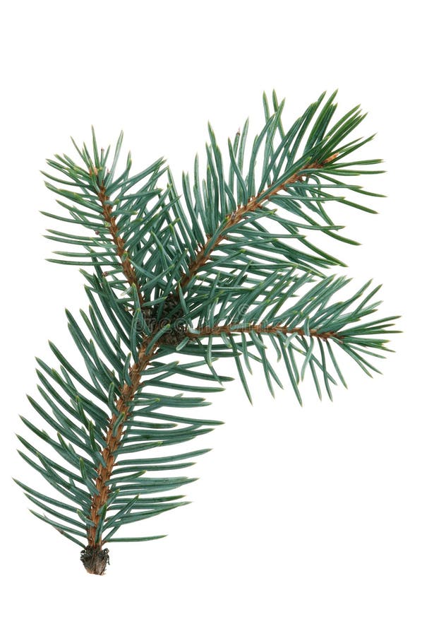 Branchement de sapin photo stock Branchement de sapin photo stock