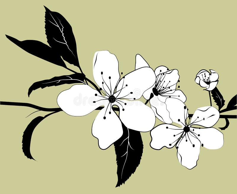 Branchement fleurissant de cerise illustration stock Branchement fleurissant de cerise illustration stock