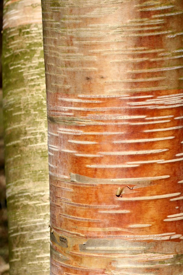Forest , closeup on tree trunks (not created abstractions, curves, lines, patterns). Branches roots stock images, royalty-free photos and pictures