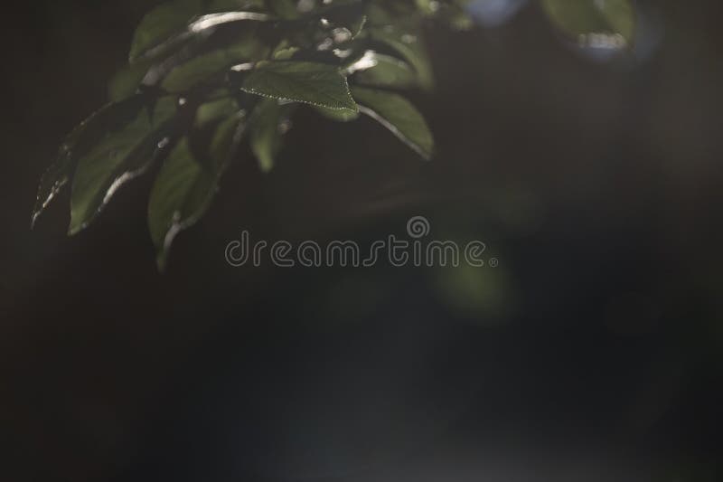 Branches accrochantes un après-midi flou d'été en parc image stock Branches accrochantes un après-midi flou d'été en parc image stock
